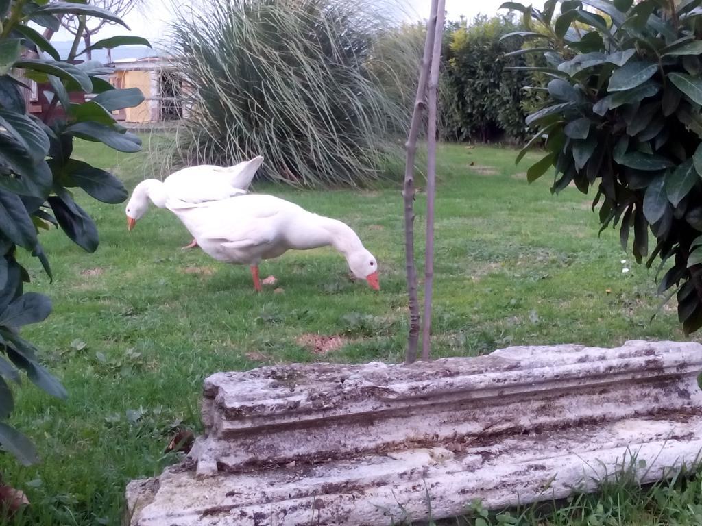 La Vecchia Stalla B&B Narni Dış mekan fotoğraf